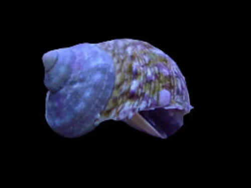 Tropical Turbo Snails