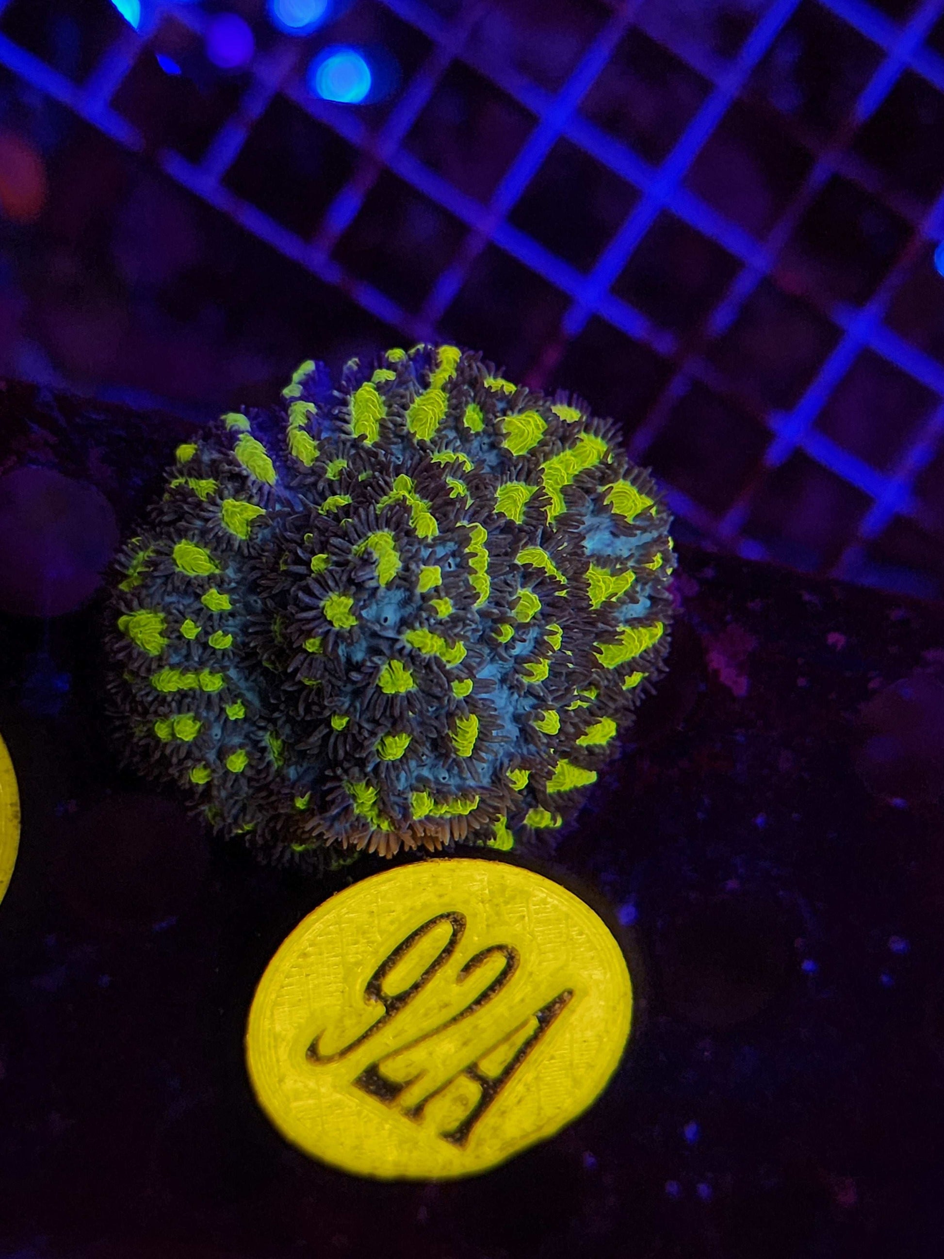 TSA Lemon Frost Hydnophora, WYSIWYG!