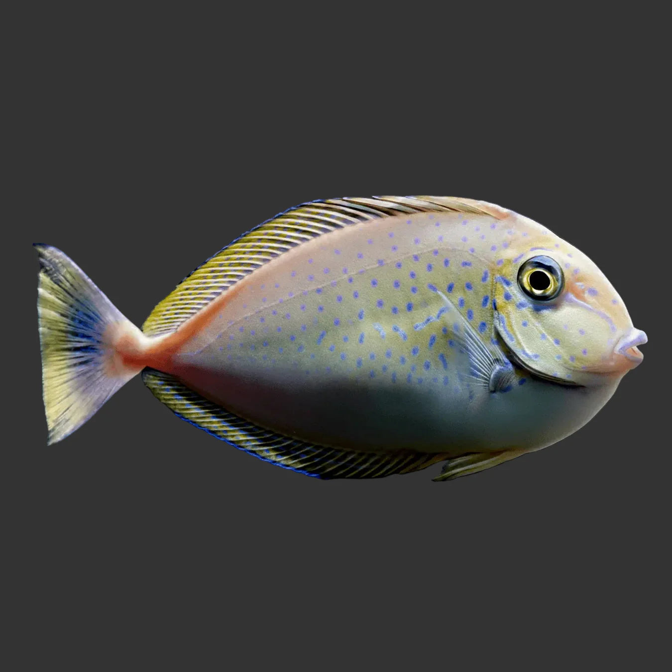 Vlamingii Tang (3’’)