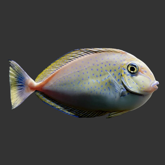 Vlamingii Tang (3’’)