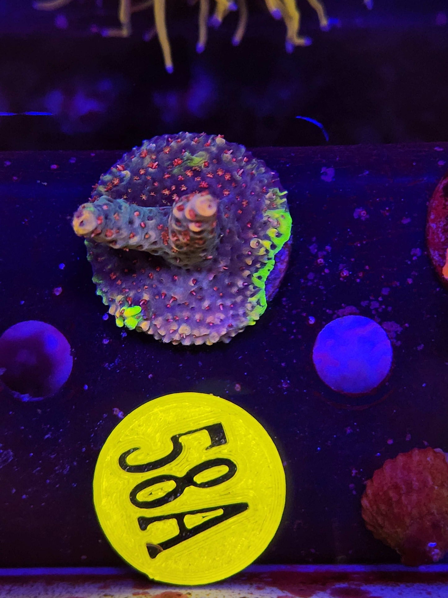 PC Rainbow Acro, WYSIWYG!