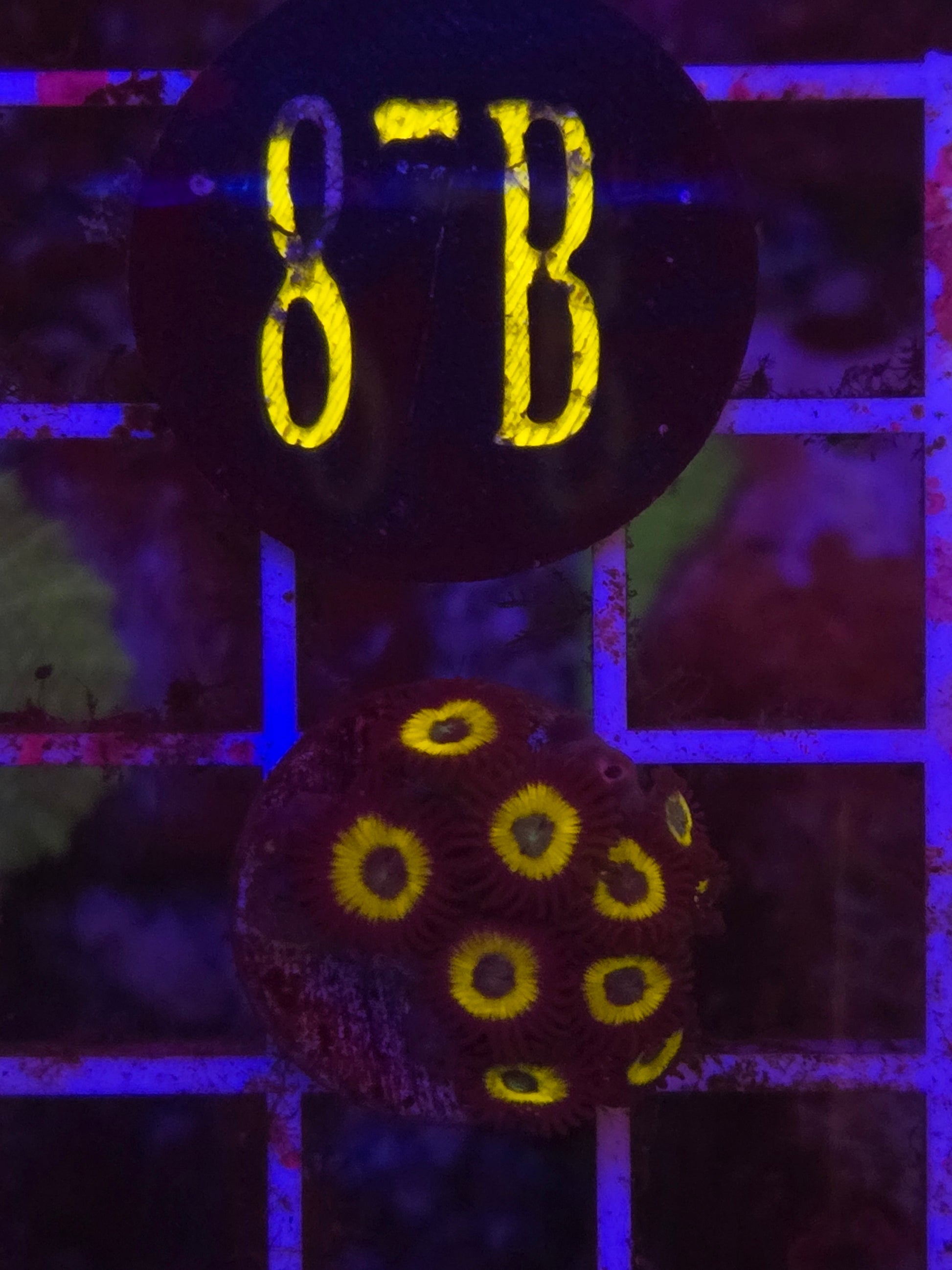 Vulcan Blood Zoanthid Frag WYSIWYG!