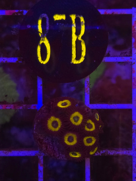 Vulcan Blood Zoanthid Frag WYSIWYG!