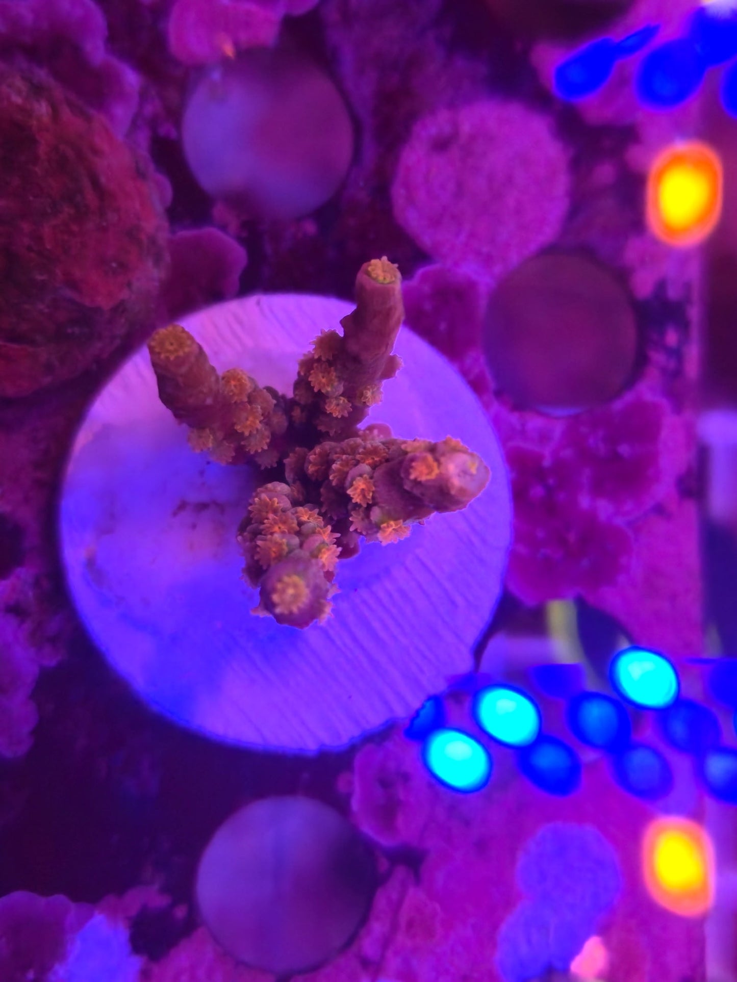 Walt Disney Acro WYSIWYG!