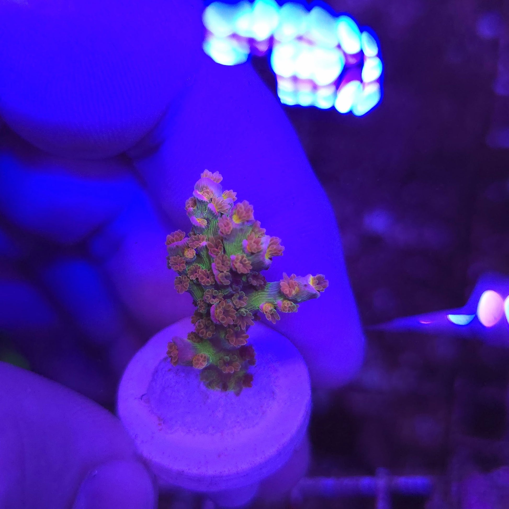 Walt Disney Acropora WYSIWYG!