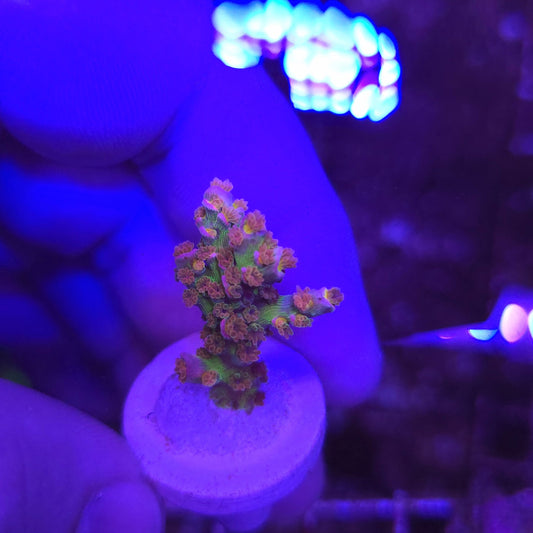 Walt Disney Acropora WYSIWYG!