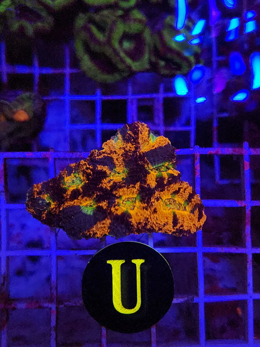 Warpaint Acan Echinata, WYSIWYG!