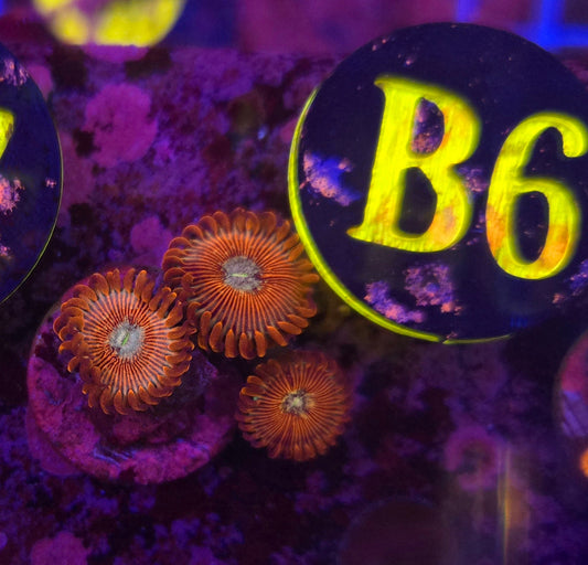 White Wizard Zoanthid Frag WYSIWYG!
