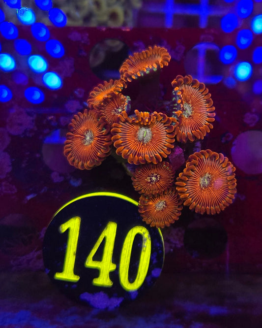 White Wizards Zoanthid Frag,WYSIWYG!