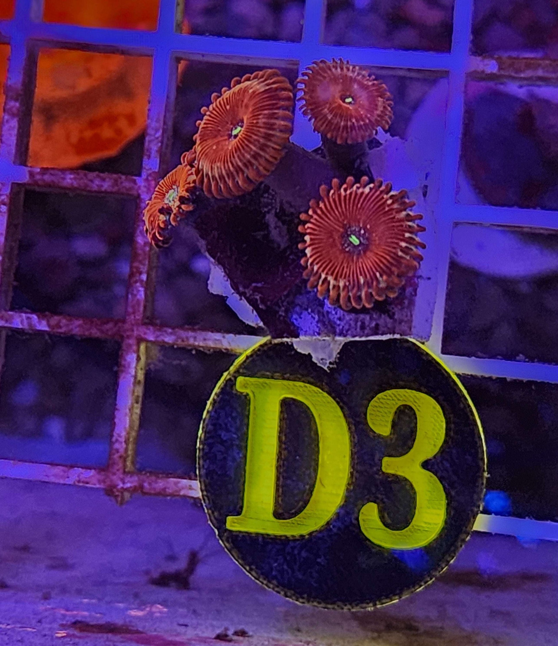 White Wizards Zoanthid Frag, WYSIWYG!