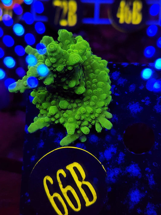 WWC Castelles Banana Table Acro, WYSIWYG!