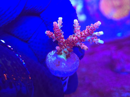 WWC Jello Shot Acropora WYSIWYG