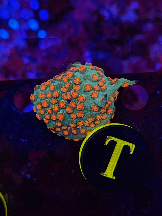 WWC Jingle Bells Cyphastrea, WYSIWYG!