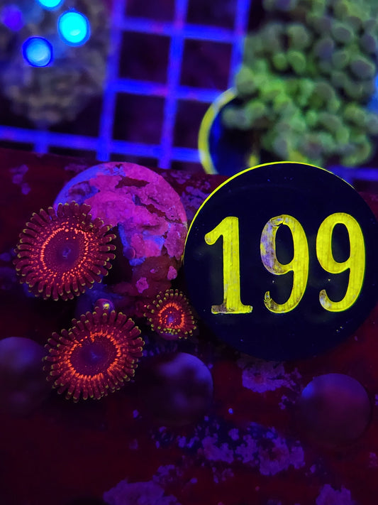 WWC Tazer Zoanthid Frag WYSIWYG!