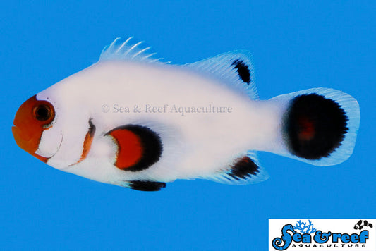Wyoming White Clownfish (2’’)