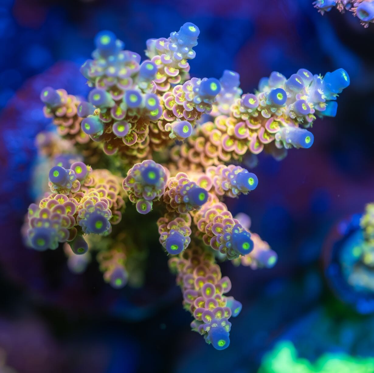 X4 Lighting Bundle - lighting bundle pack