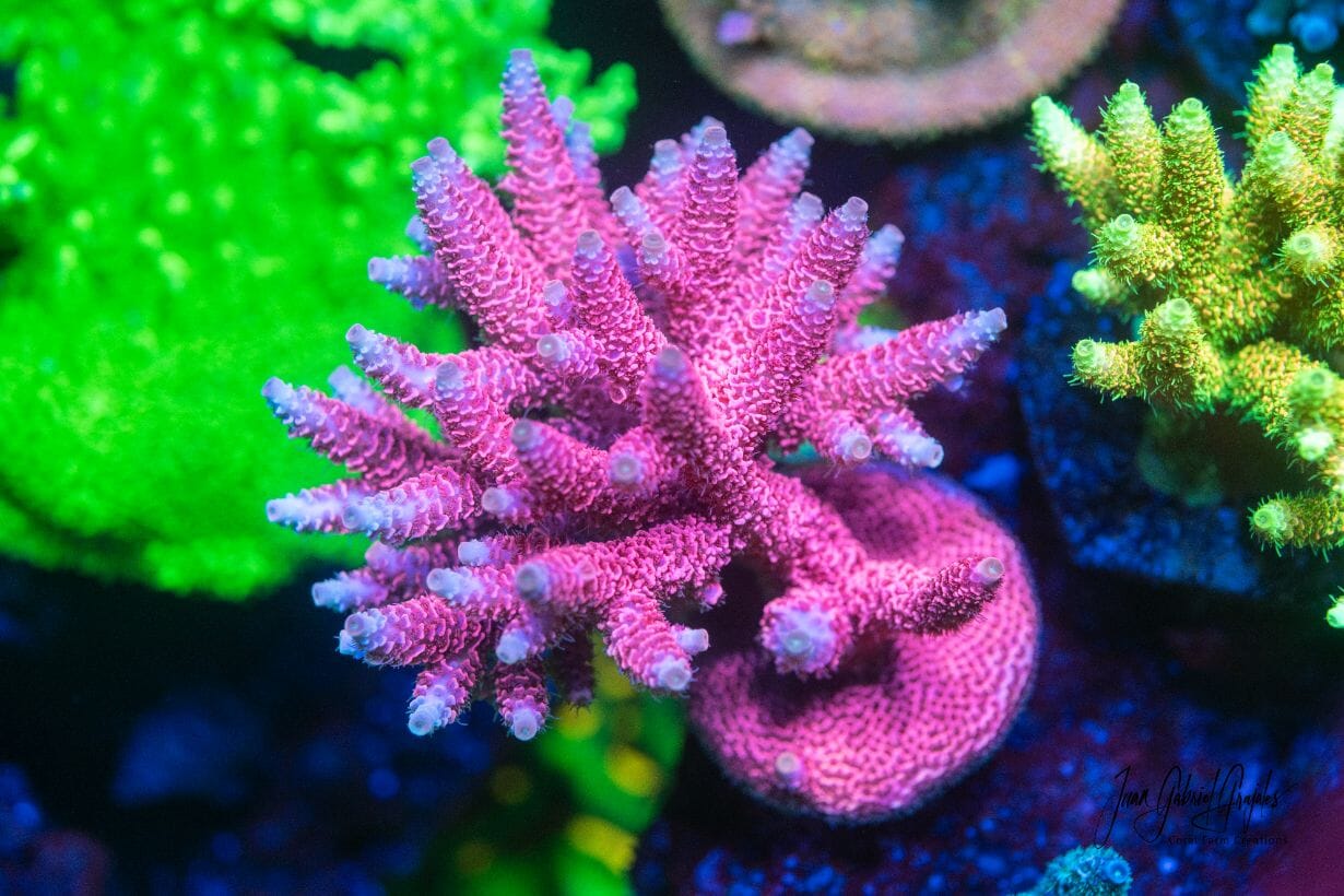 X4 Lighting Bundle - lighting bundle pack