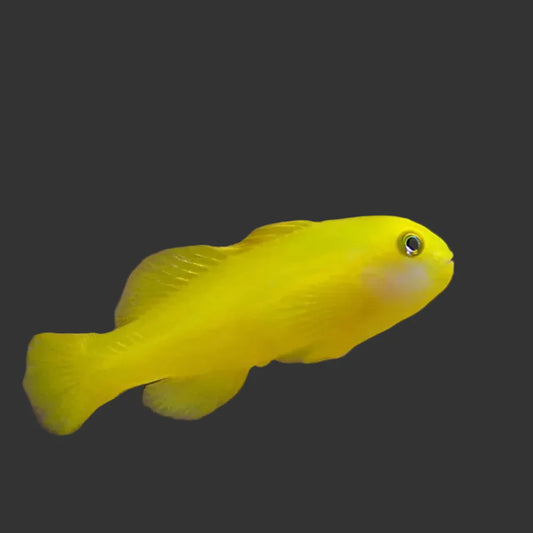 Yellow Clown Goby (1’’)