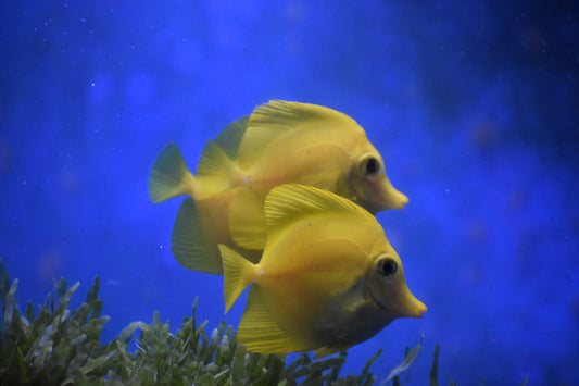 Yellow Tang WYSIWYG!