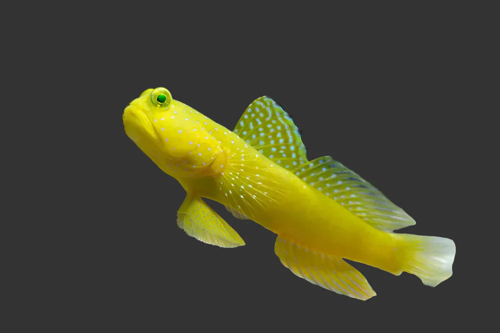Yellow Watchman Goby (2’’)