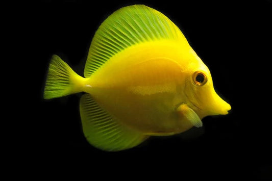 SM 1.5" Yellow Tang, Biota