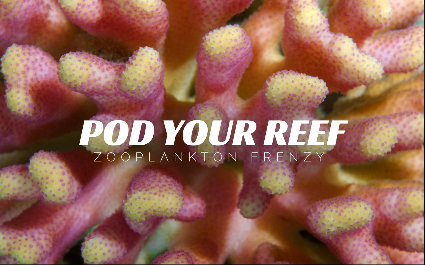 Zooplankton Frenzy - Animals & Pet Supplies